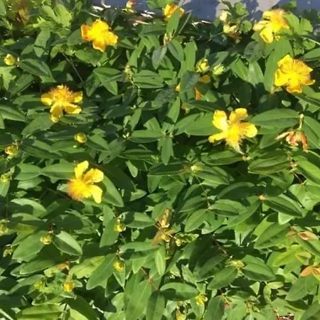 Szent Jakab לינה וארוחת בוקר