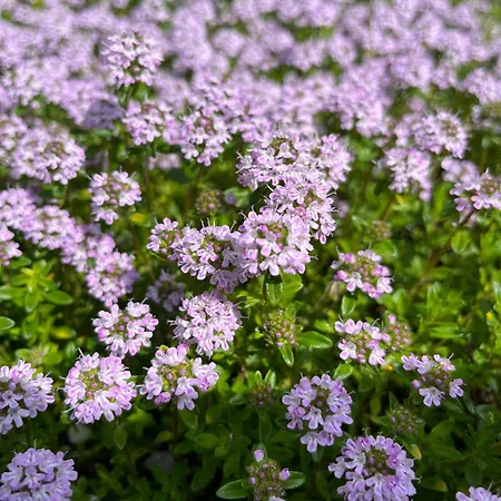 Szent Jakab לינה וארוחת בוקר 3*