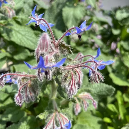 Szent Jakab לינה וארוחת בוקר 3*