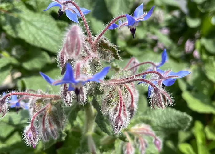 Szent Jakab ベッド・アンド・ブレックファスト 3*